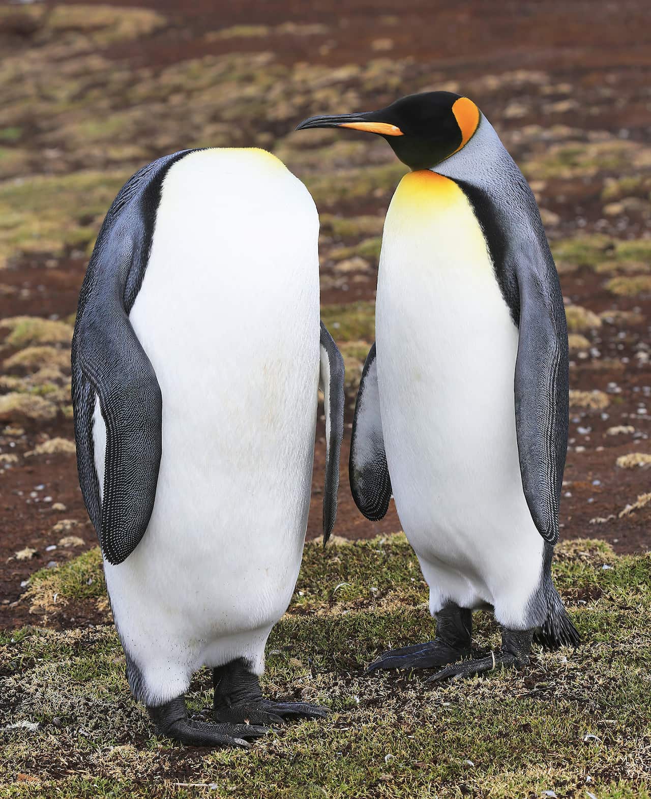 36. Martin-Grace_Keep Calm and keep your head_00003951.jpg