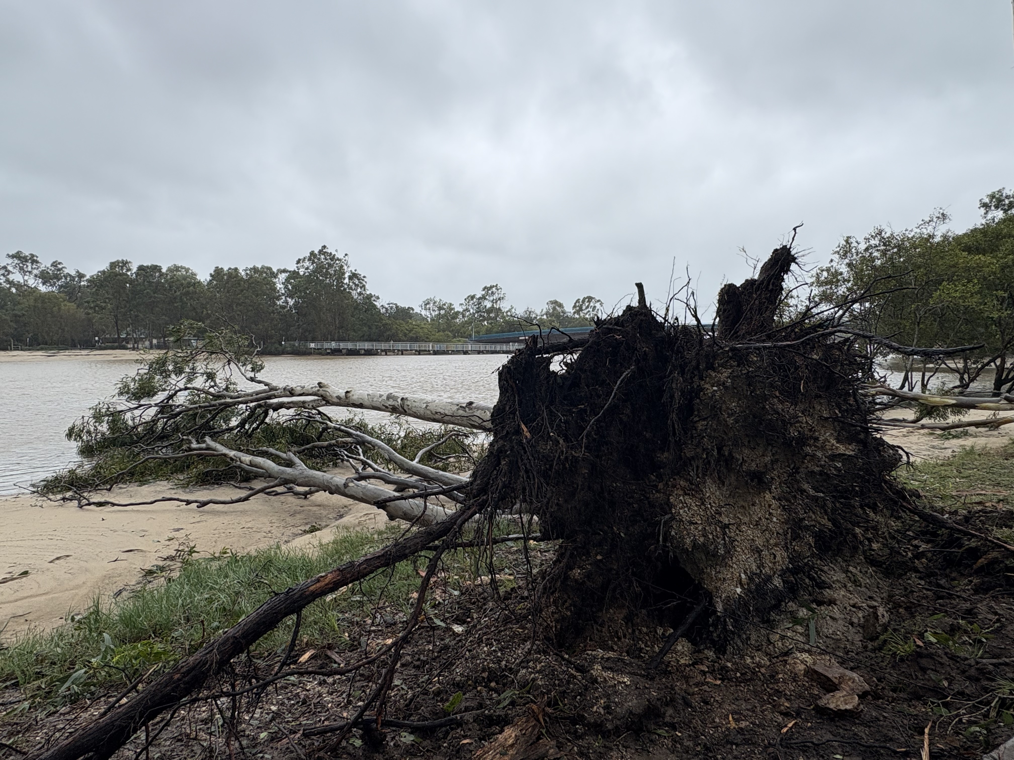 A large tree uprooted and fallen into a river