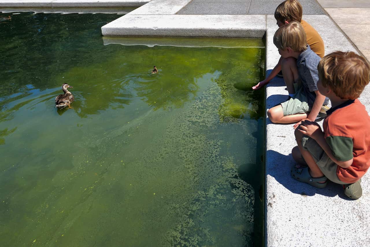 A mother duck and a duckling swim in deeply green water while children sit on the edge of the pool watching them.