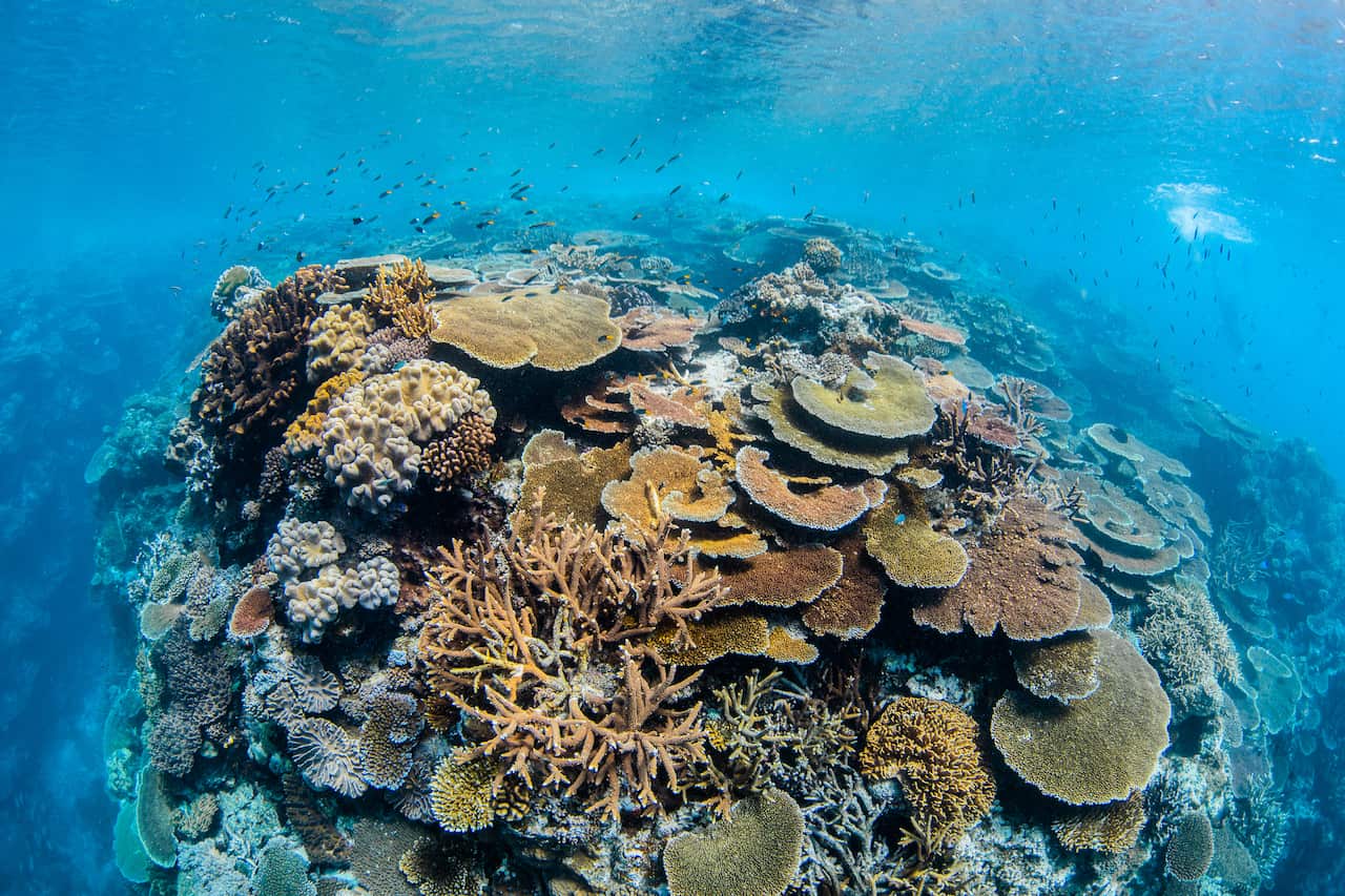 Coral on the Great Barrier Reef - Image Greening Australia.jpg