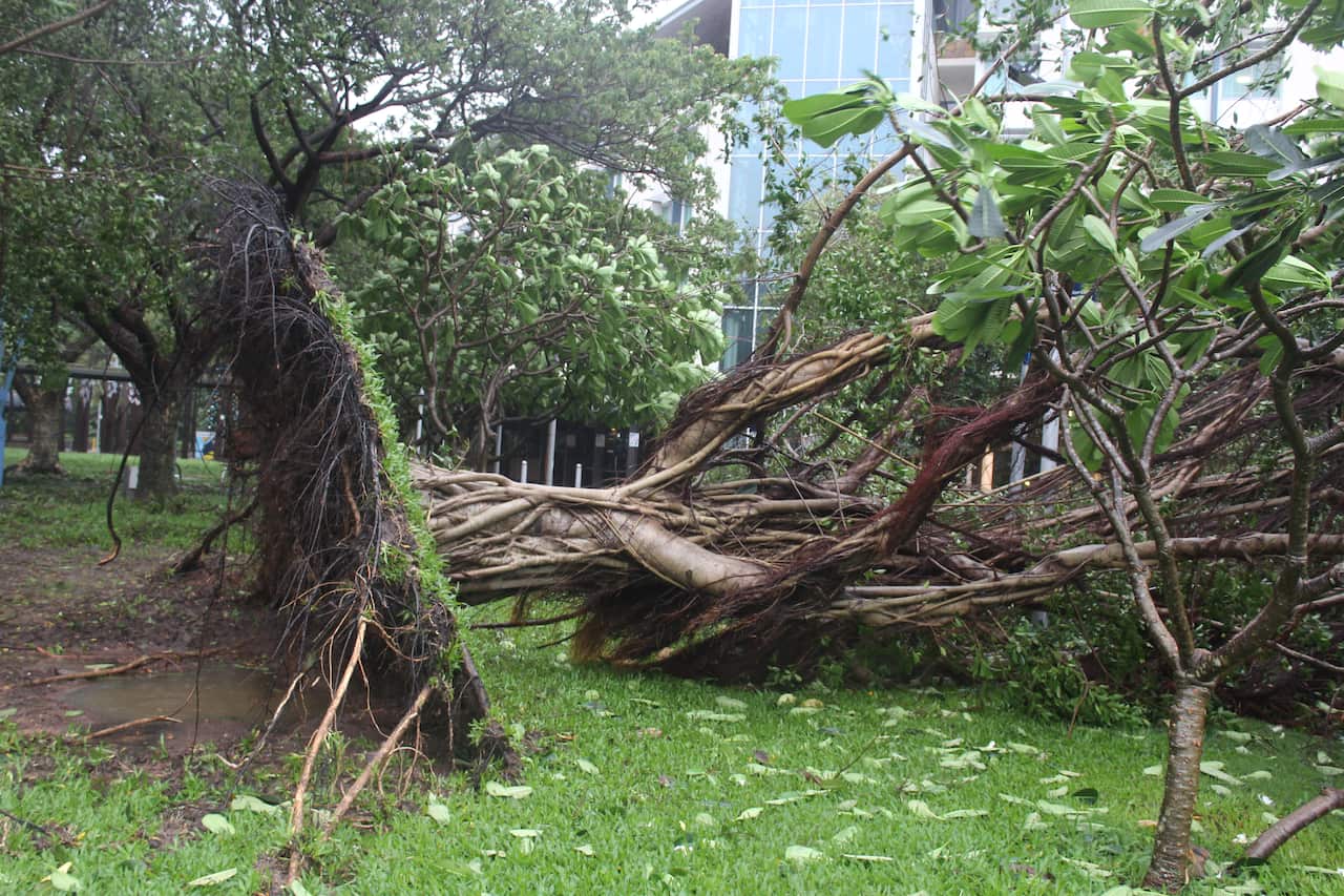 A tree that has fallen.