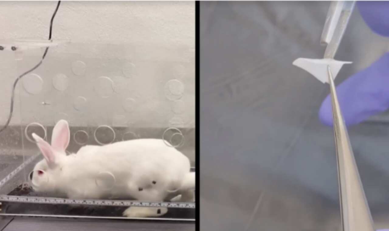 A white rabbit on a treadmill, (r) tissue scaffolding made of nanofibres.
