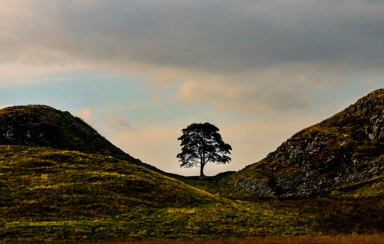 A large sycamore tree surrounded by hills and a cloudy sky