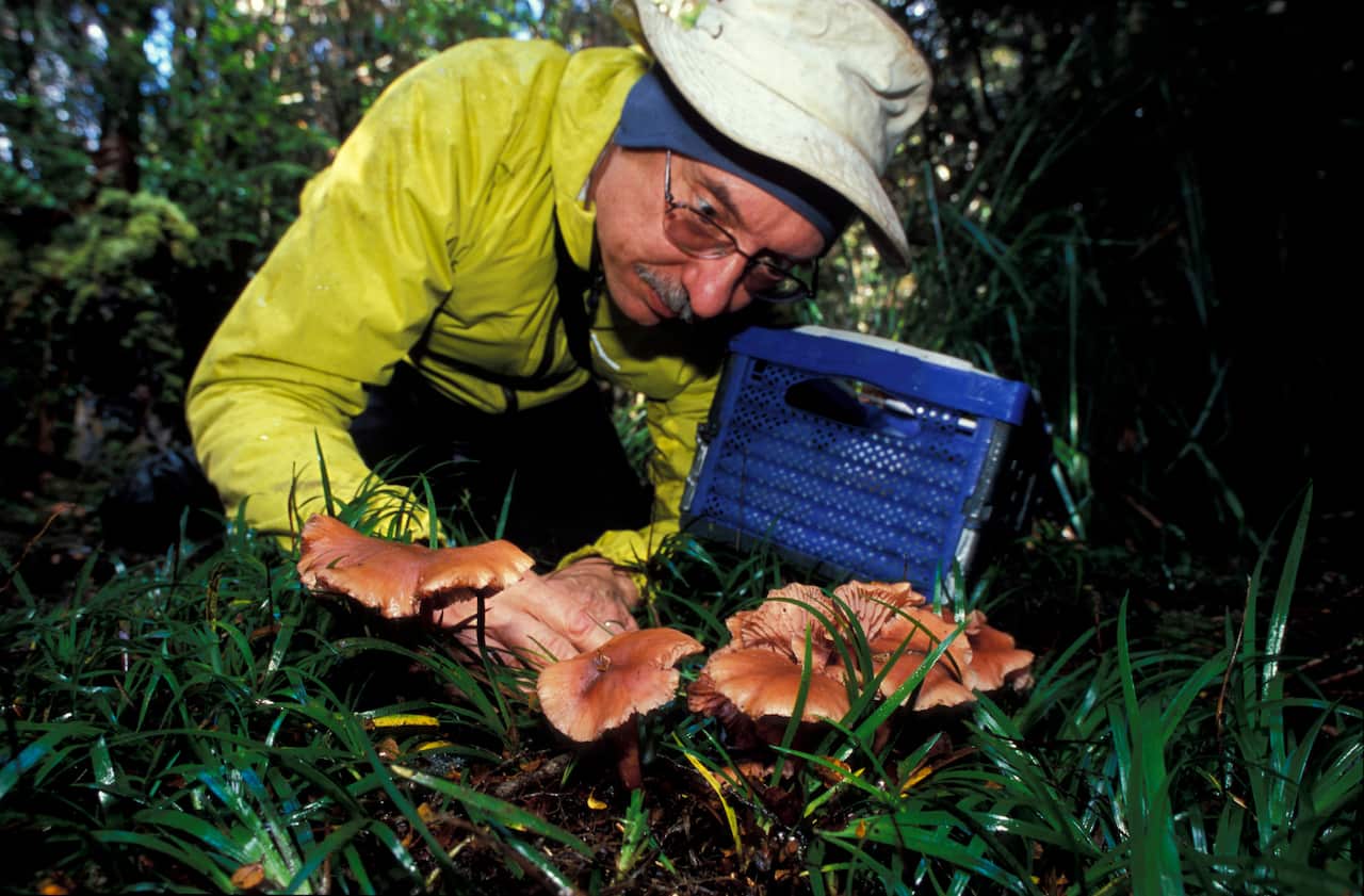 Australia Explained - Mushrooms at Tarkine Wilderness Area, Tasmania 