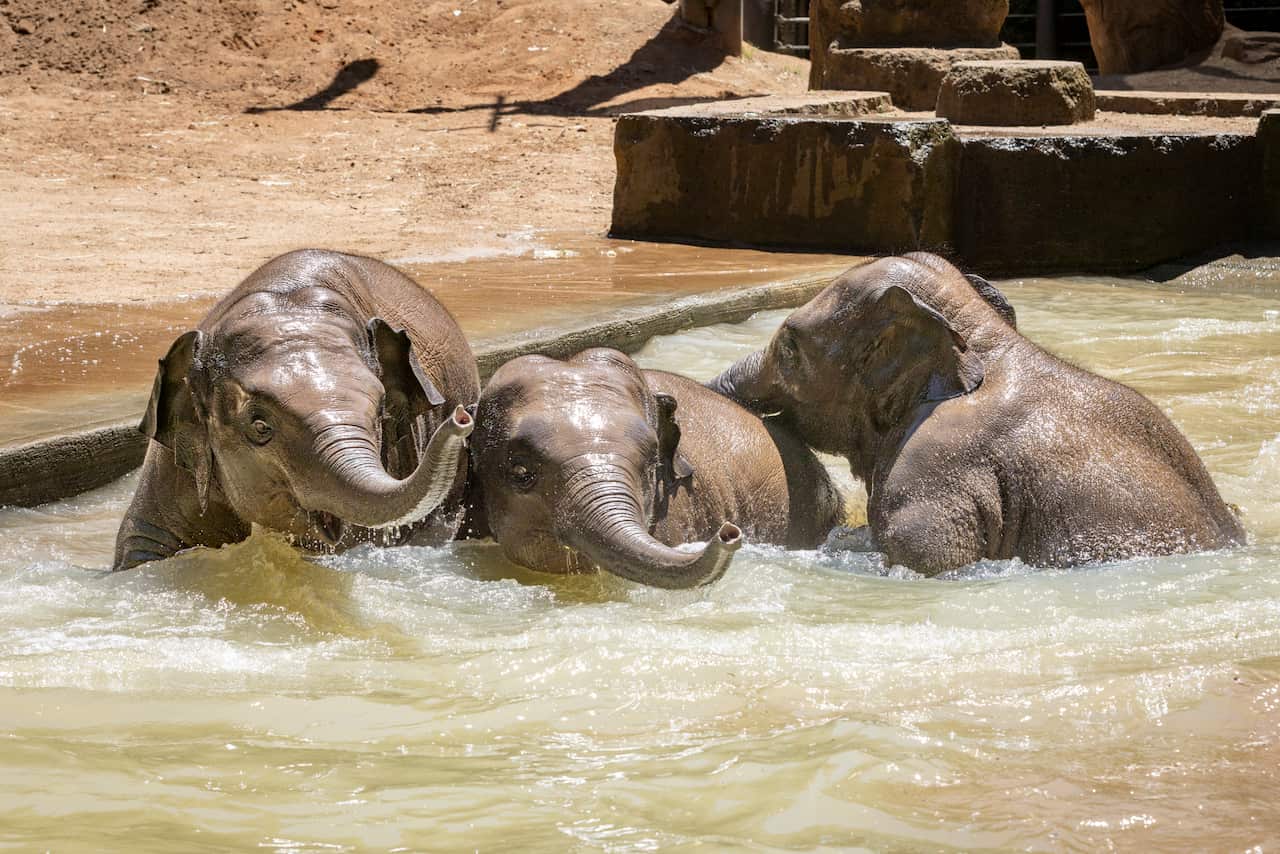 Elephants Swimming-110.jpg