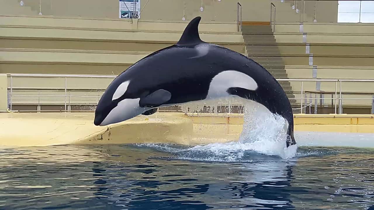 An orca leaping out of water in a pool. A seating area is visible behind her. 