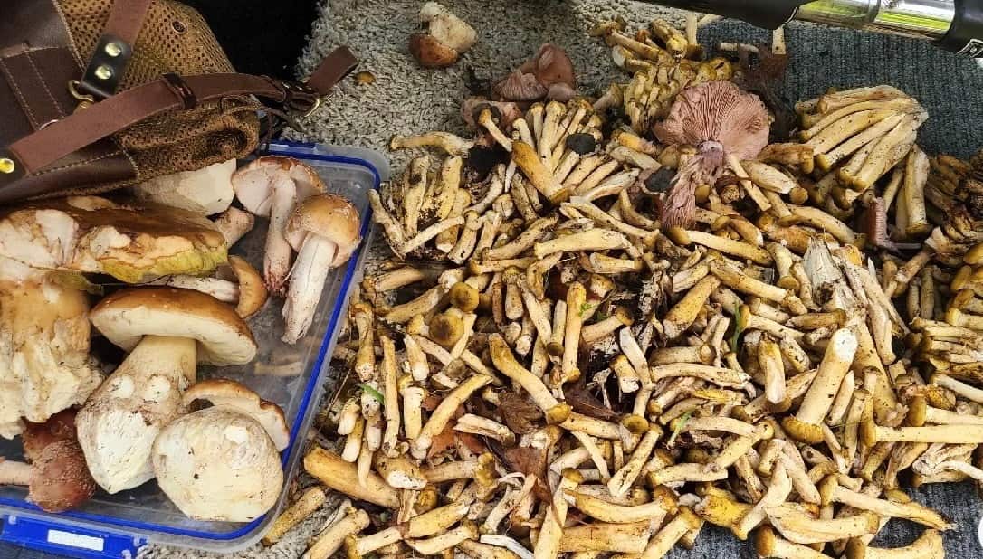 wild mushroom (5).png