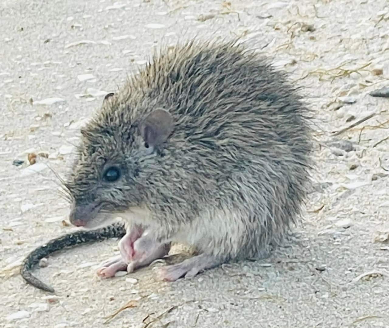 A wet rat on a beach