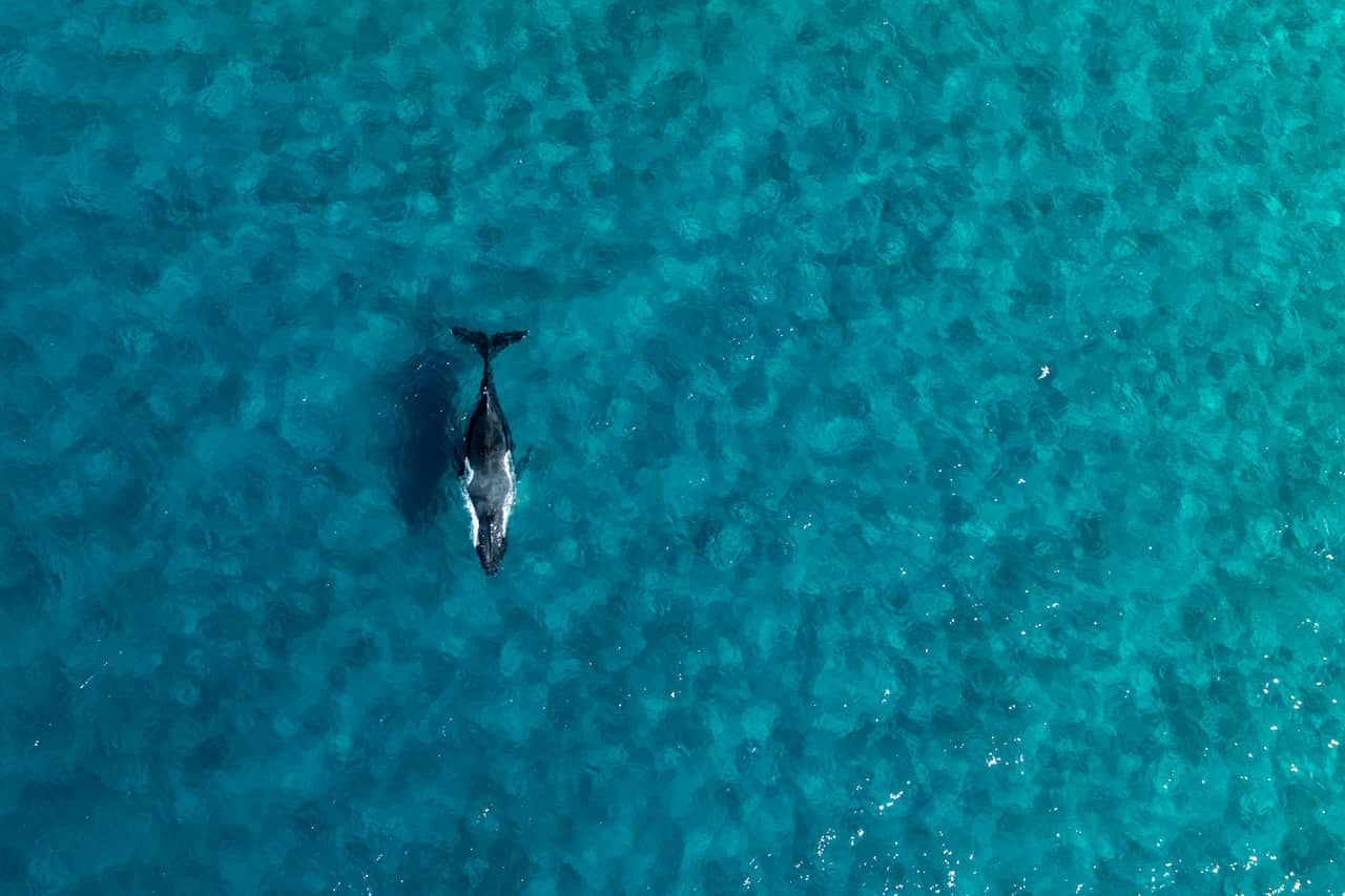 NSW NORTH COAST HUMPBACK WHALE BIRTH