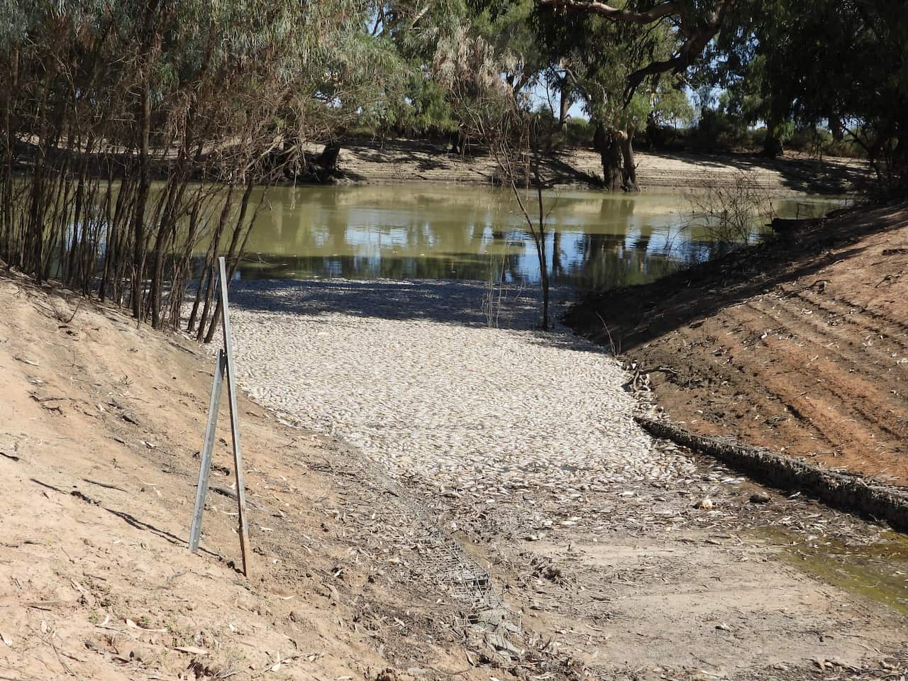 Dead fish next to a river