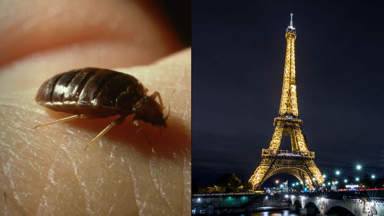Composite image of a bed bug and the Eiffel Tower