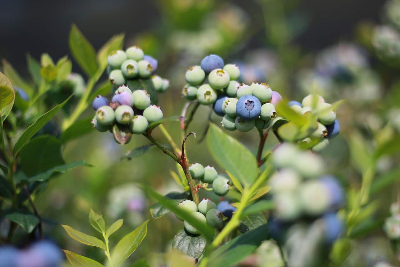 A close-up of blueberries ripening on a bush.
