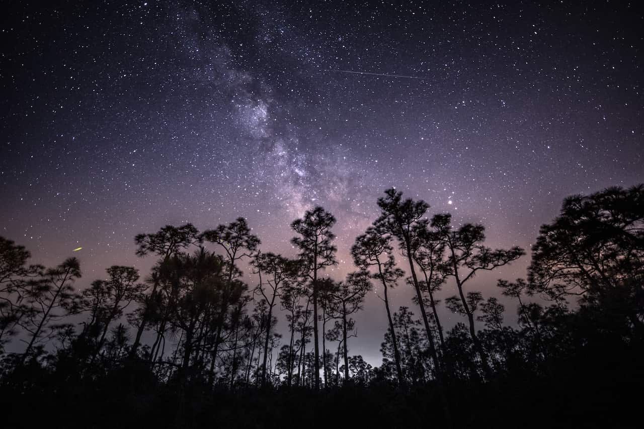 lights in the night sky above tall trees