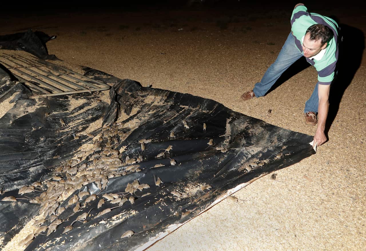 Aerial view of a man pulling on a large black tarpaulin at night. There are a lot of mice on the tarpaulin