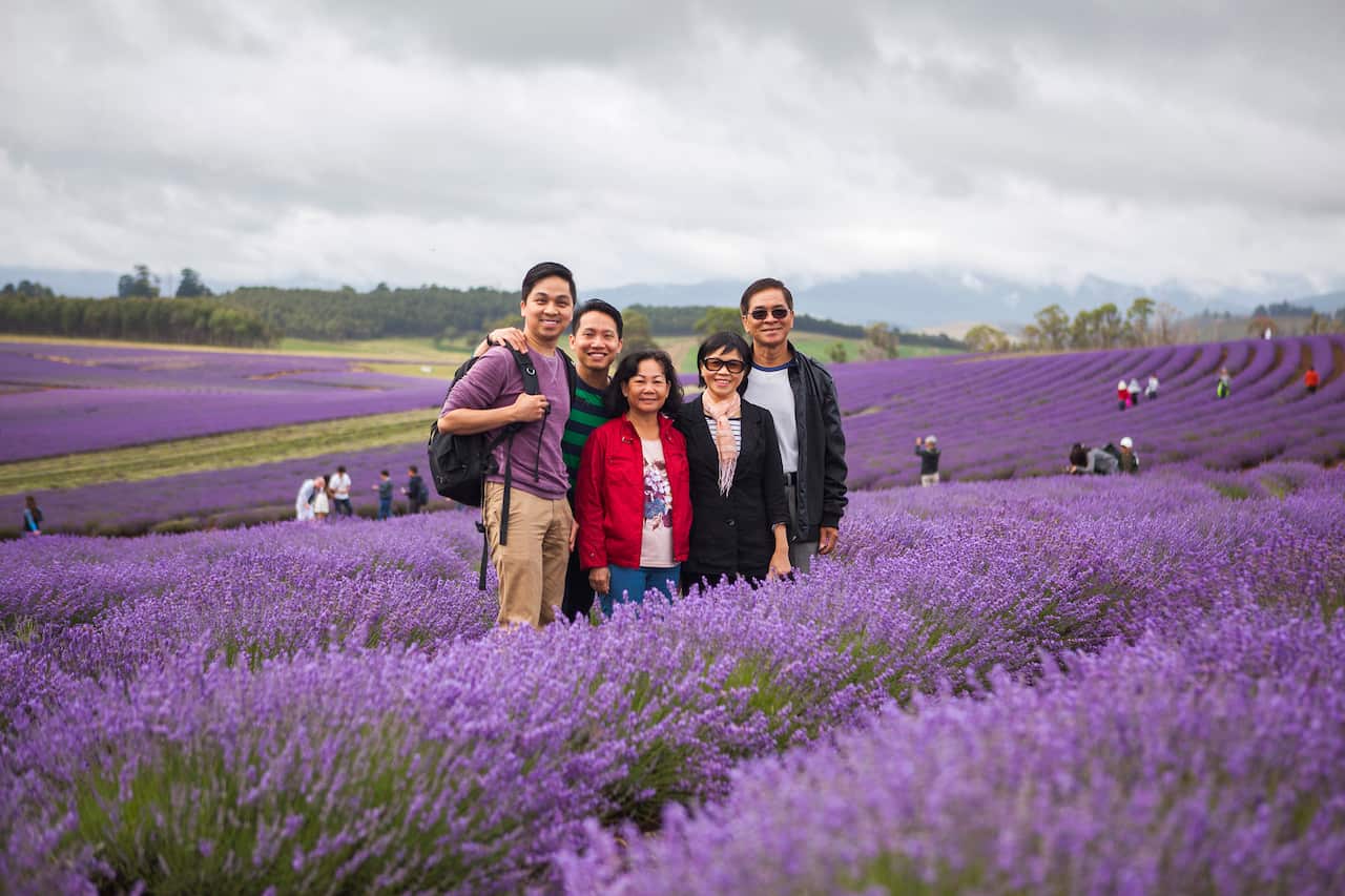 Tasmania Lavender Farm.jpg