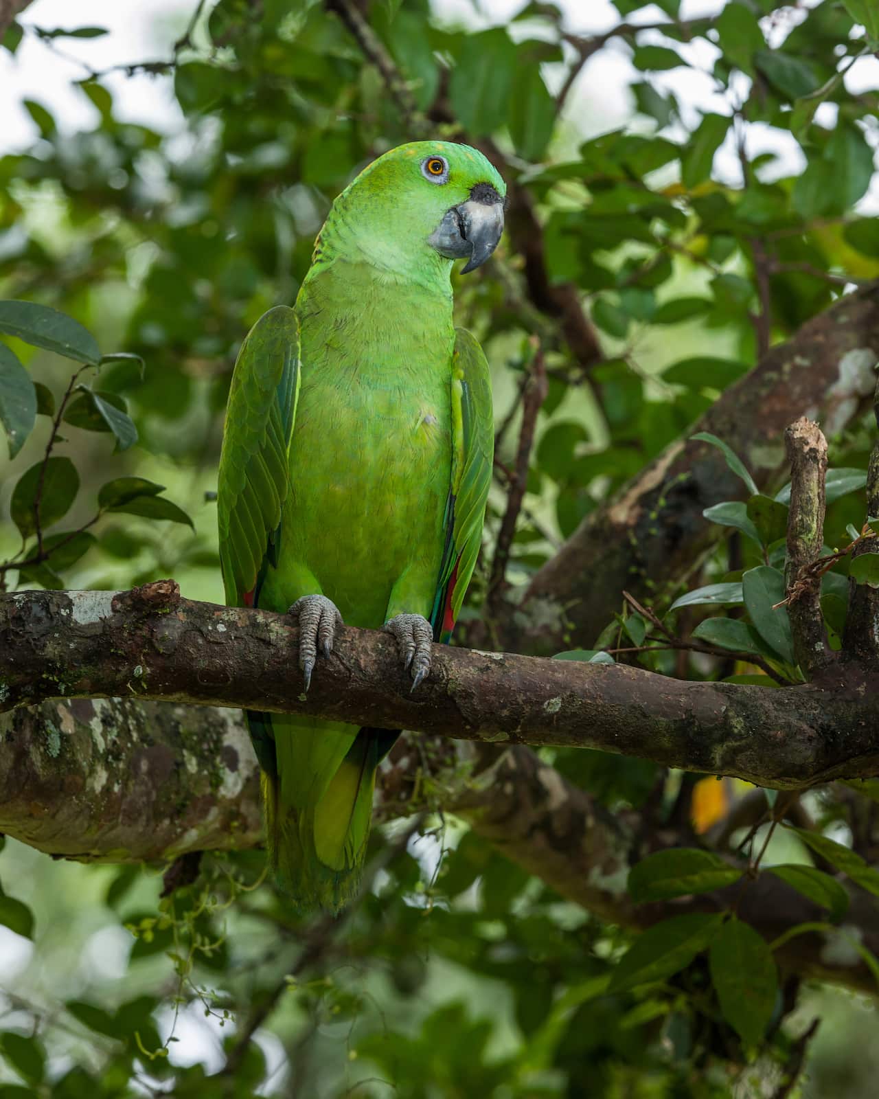 A parrot sitting on the branch of a tree.