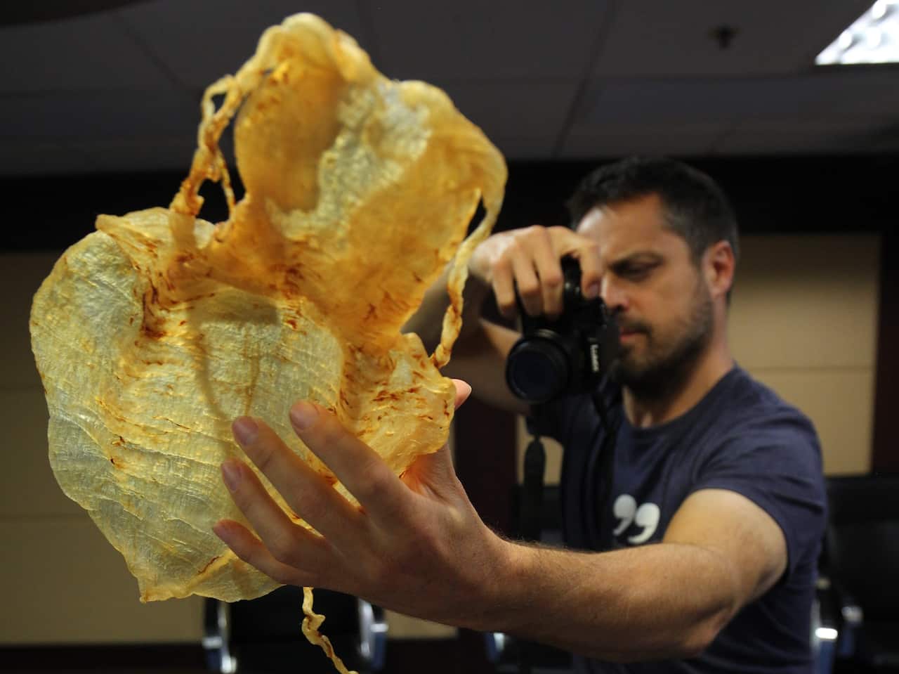 A man hold a dried swim bladder of a totoaba fish