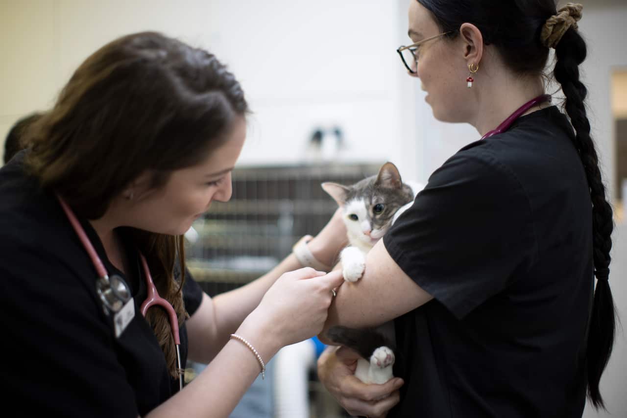 A cat being assessed by veterinary staff