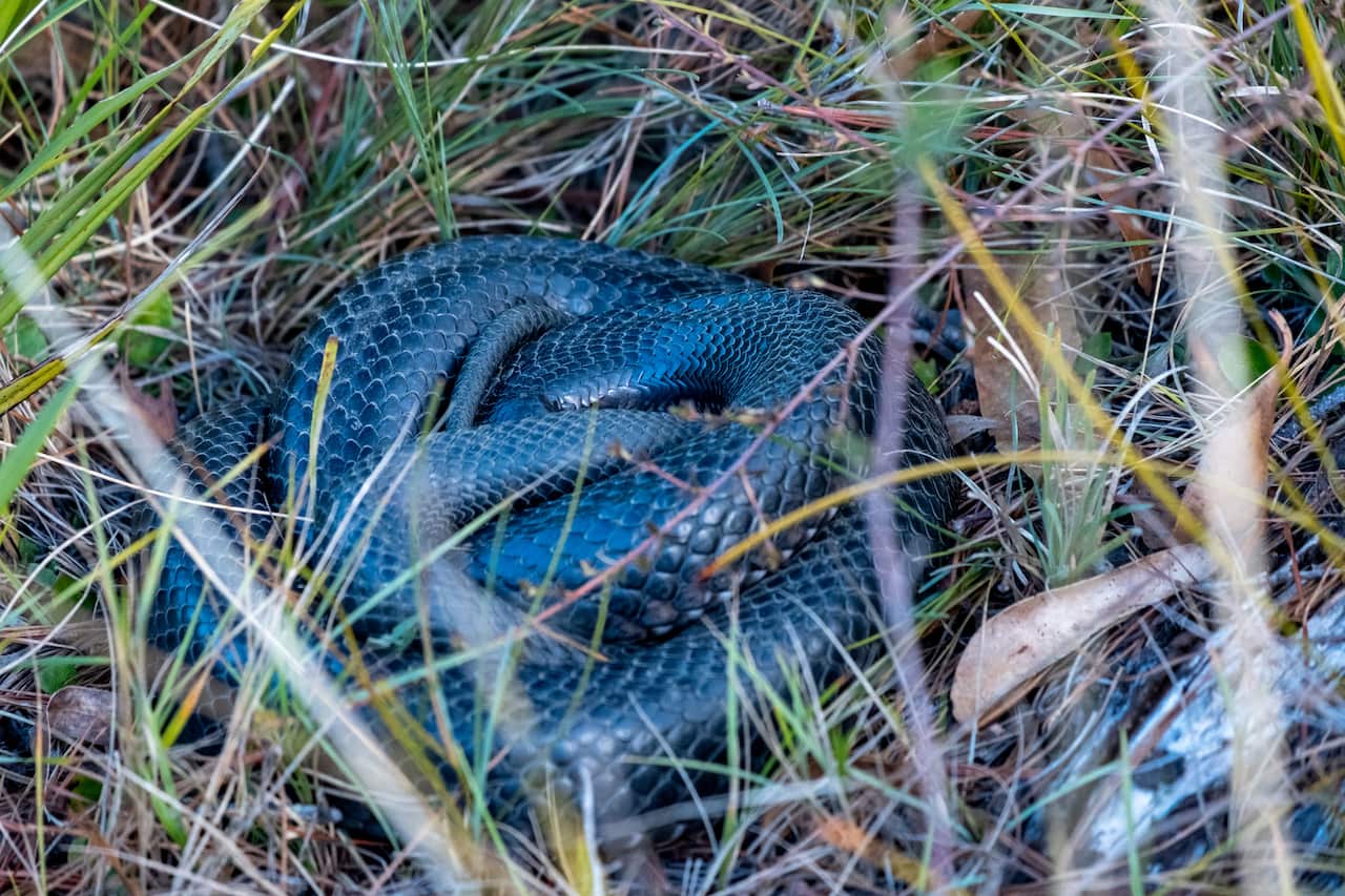 Red-Bellied Black snake curled up in grass