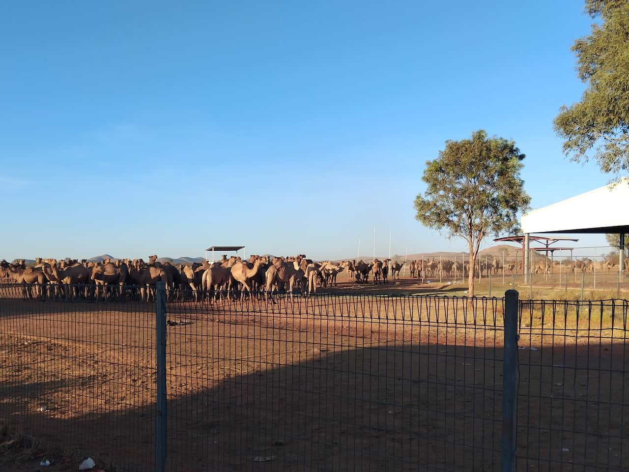 [NACA] Large herd of feral camels in Mt Liebig Central Australia.jpg