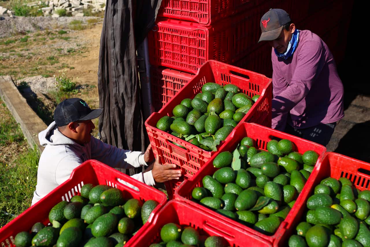 Two workers moving large red crates of avocados.