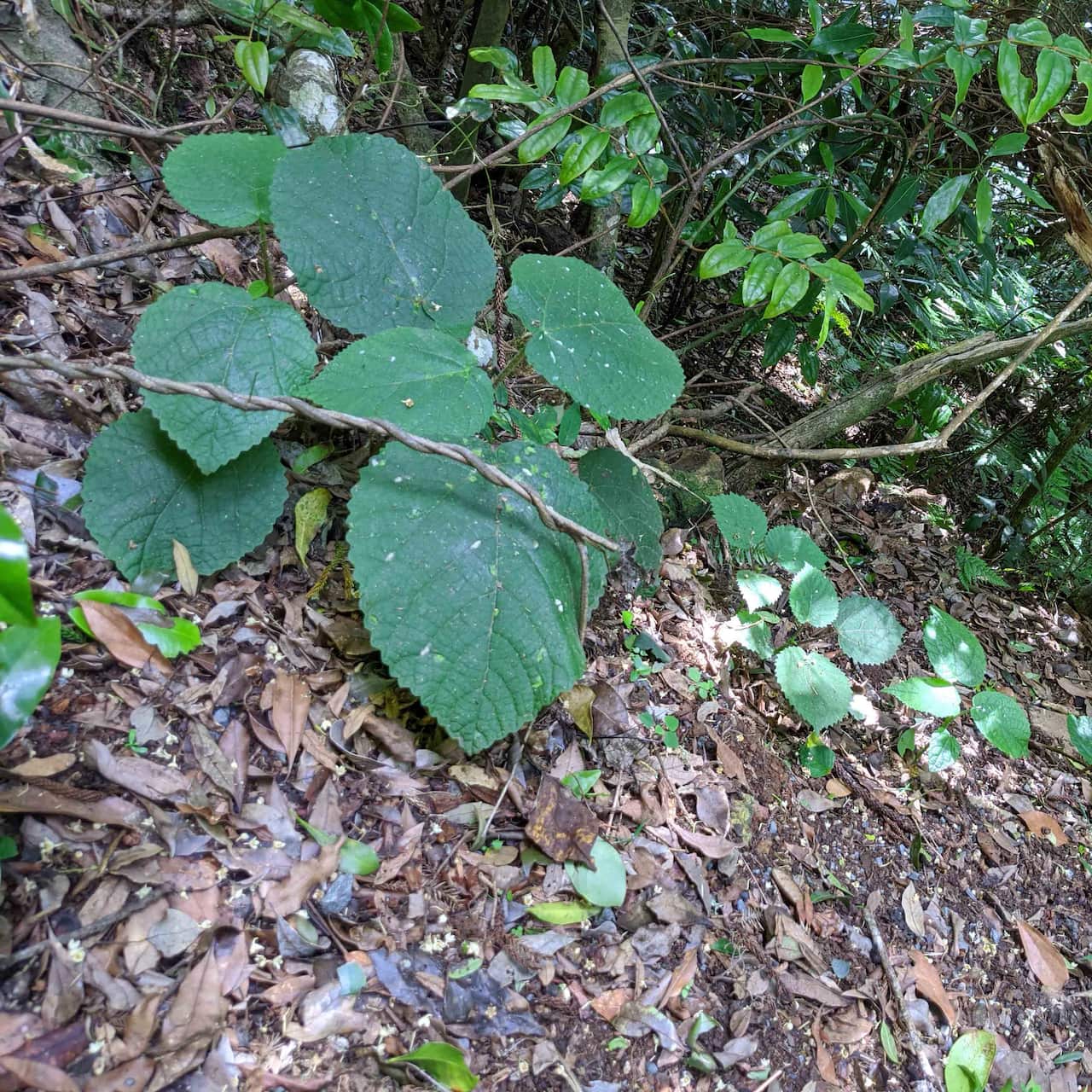 Stinging_tree_400x400.jpg