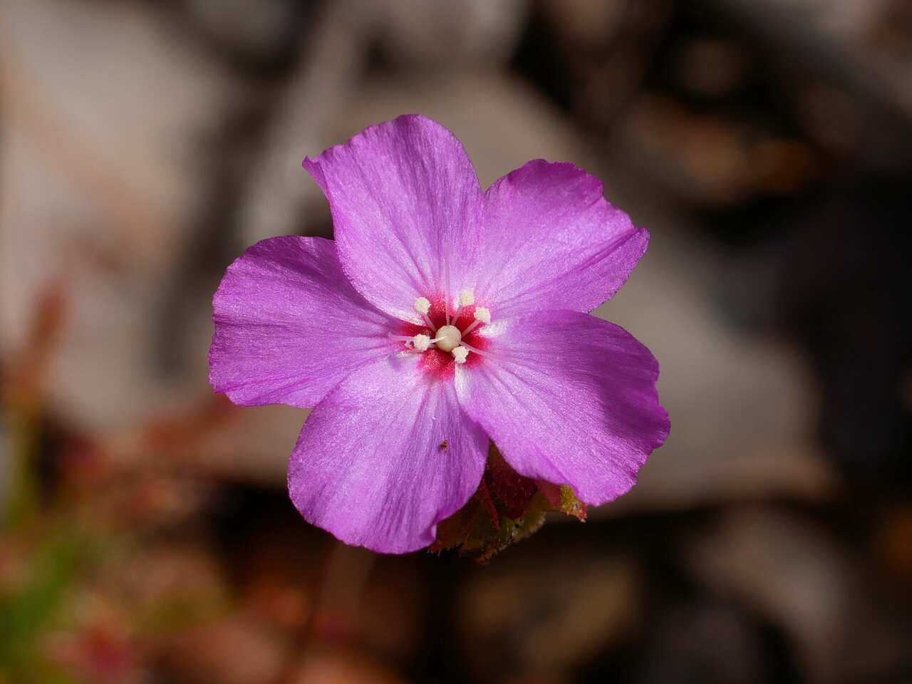 Drosera silvicola found at Pauna Wildlife Sanctuary.