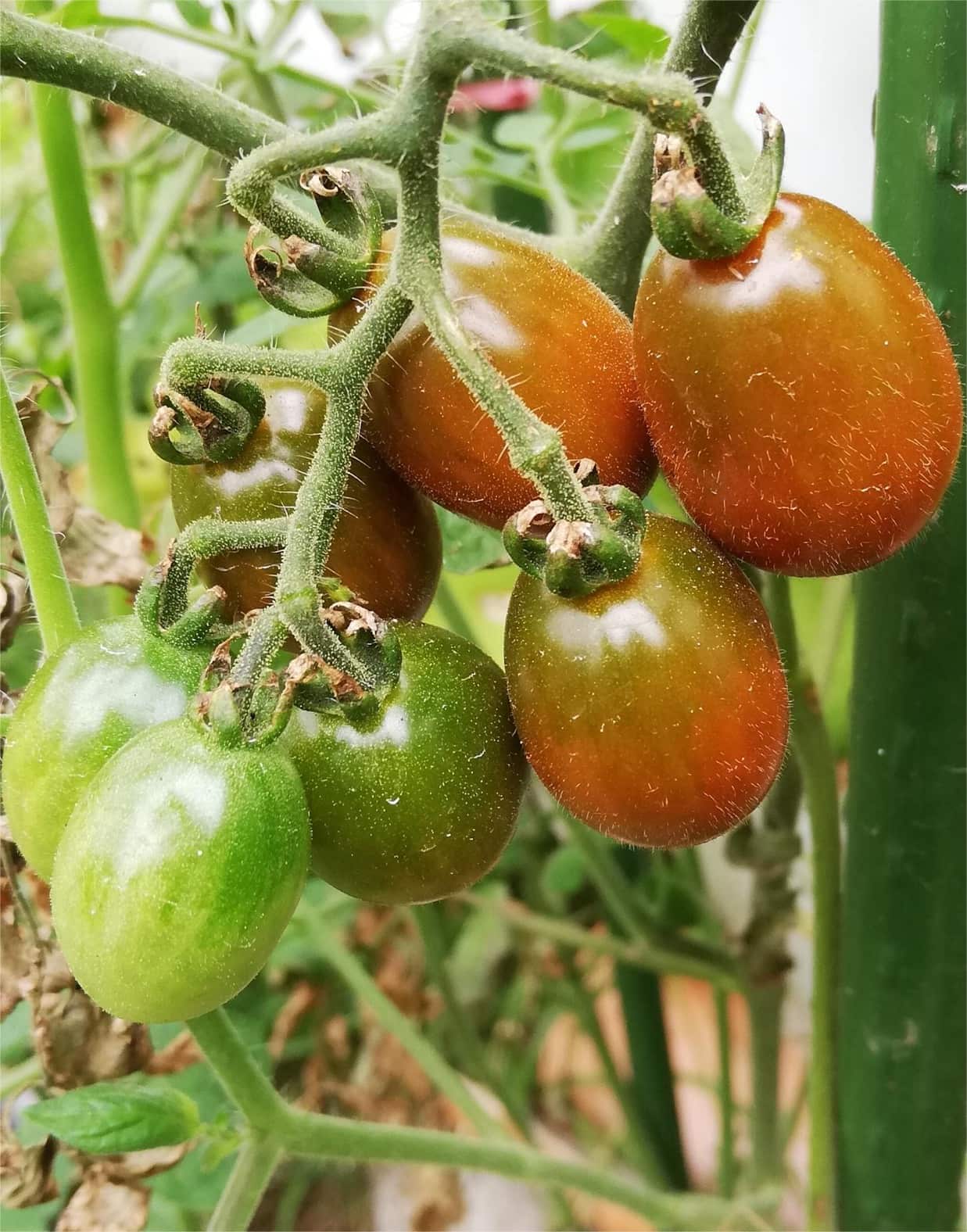 MicrosoftTeams-image (4).png