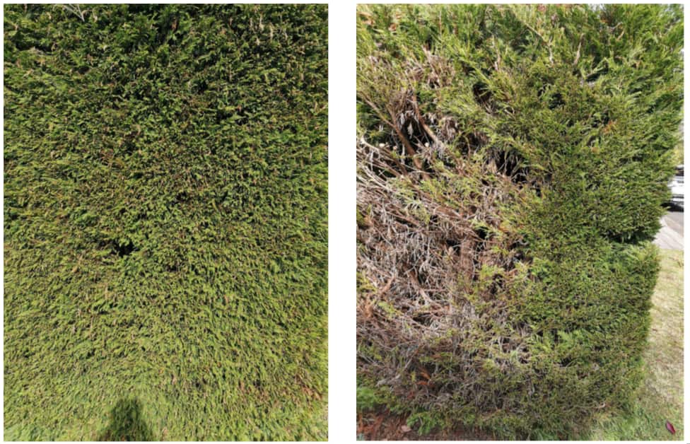 正常平整的树篱(左)露出树枝有缺口的树篱(右)