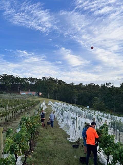 La vigna di Lillino.jpg