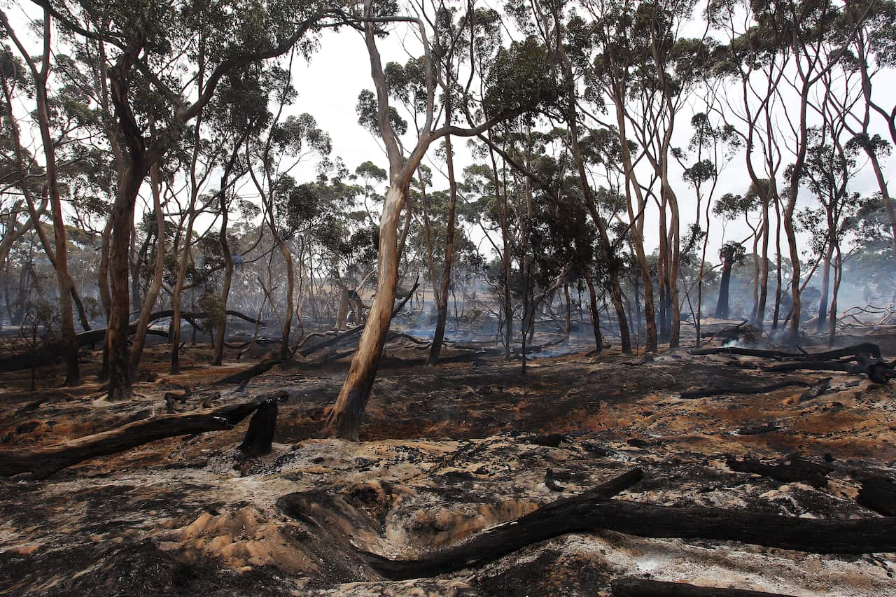 A large group of burnt trees and an ashy terrain following a bushfire.