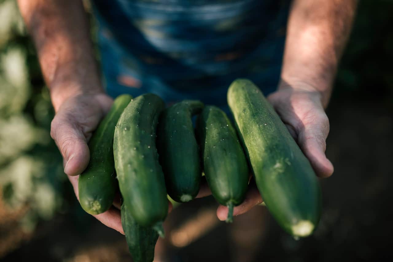 Cropped hand holding freshly picked cucumbers in farm