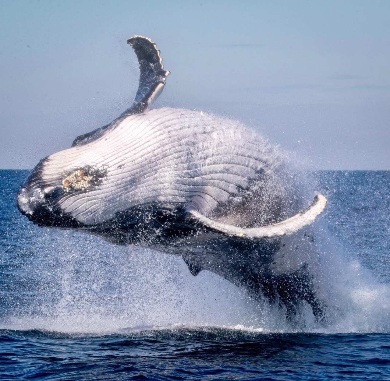 body top Screenshot 2023-05-22 at 12.15.49 pm.png