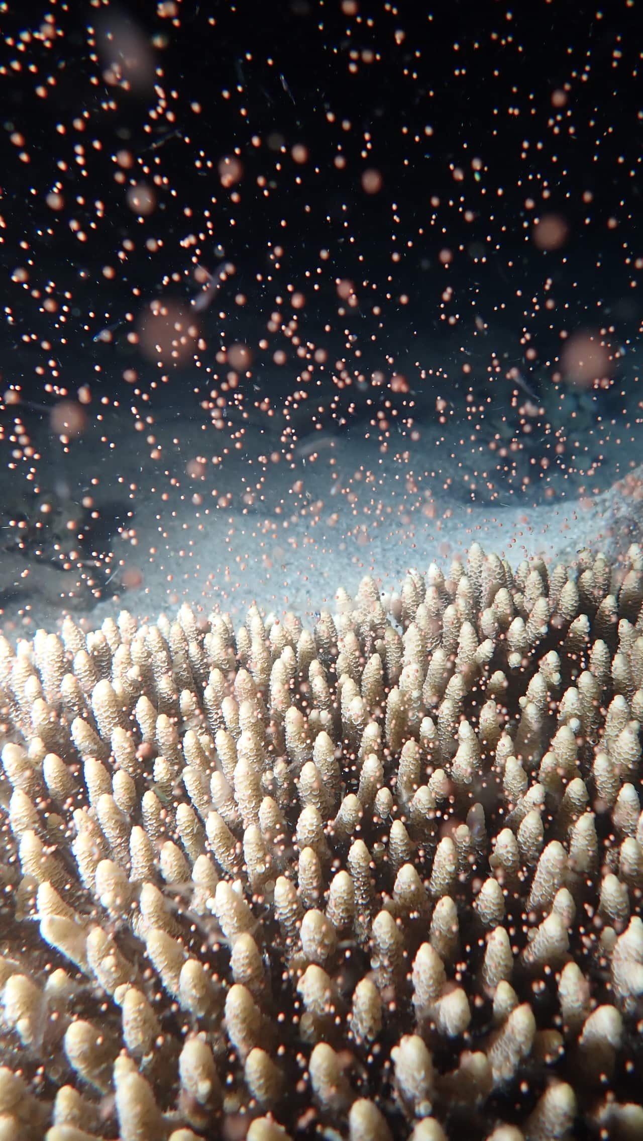 FLYNN REEF CORAL SPAWNING