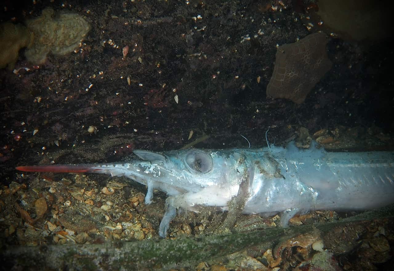 A small, white, shimmery fish with a sharp, pointed mouth lying sideways on the sea floor.