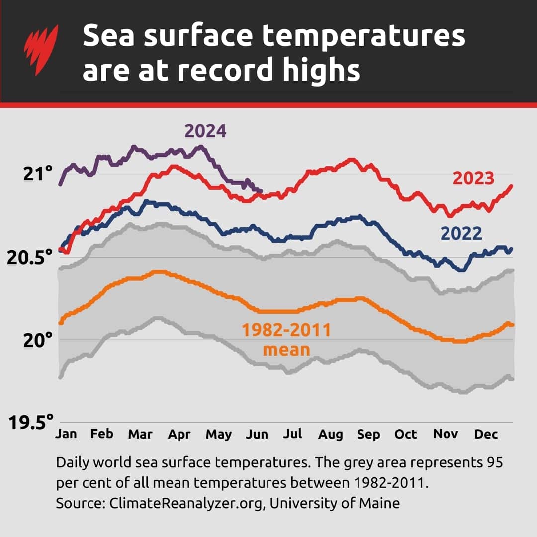 A graph showing record-breaking sea surface temperates.