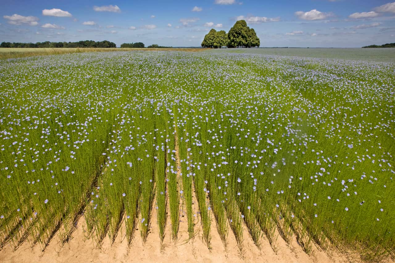 A field of flax.