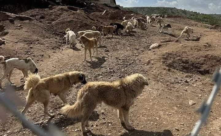 Feral dogs in Erbil.jpeg