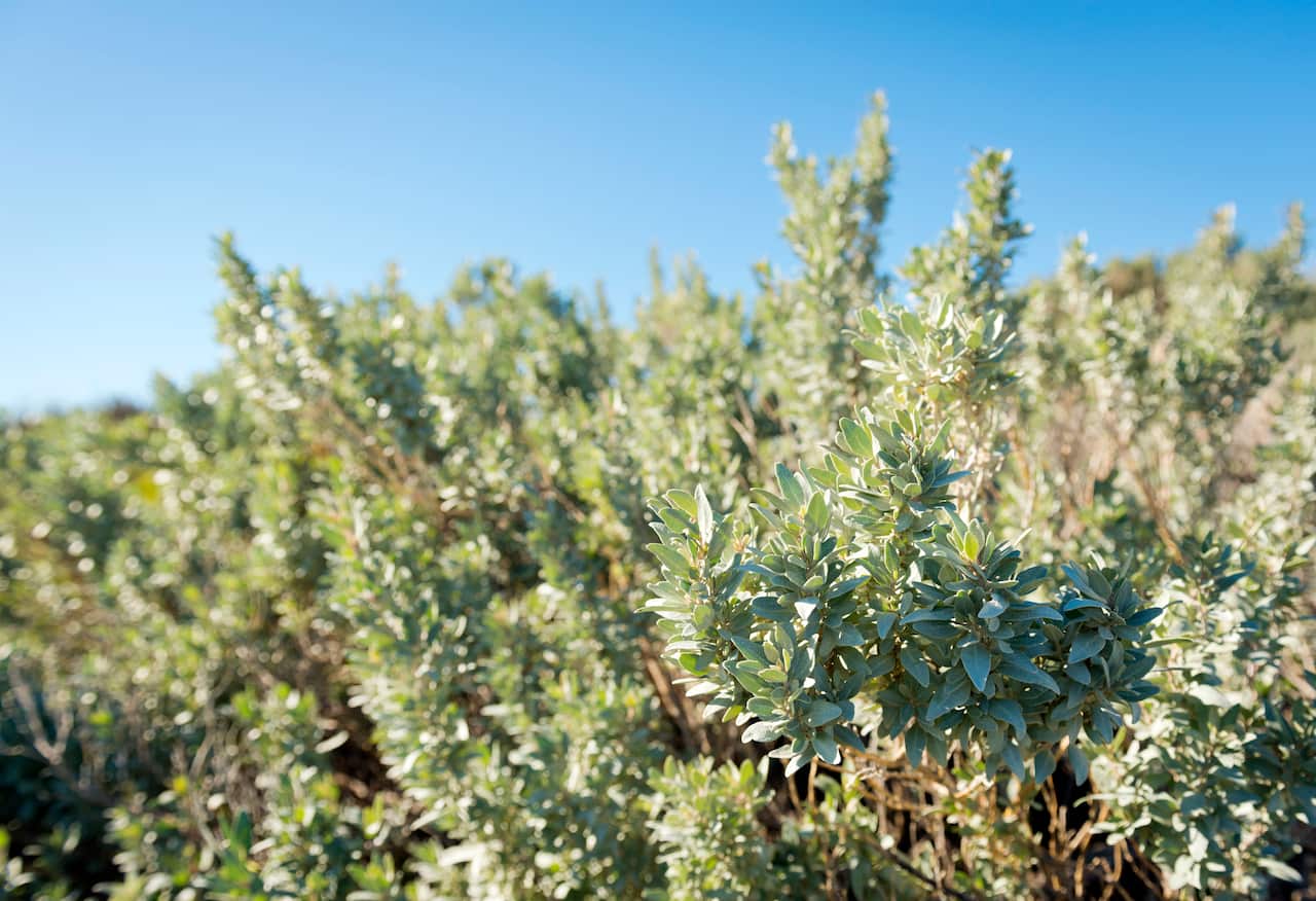 Saltbush