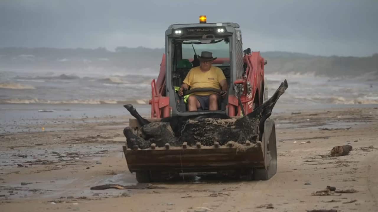A head on shot of a tractor carrying a dead black cow in its claw, with a man in a yellow shirt driving the vehicle on a beach.