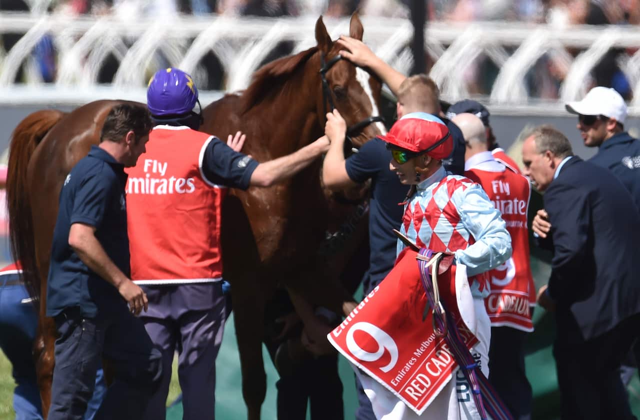 A group of trainers surrounding an injured horse on the Melbourne Cup field