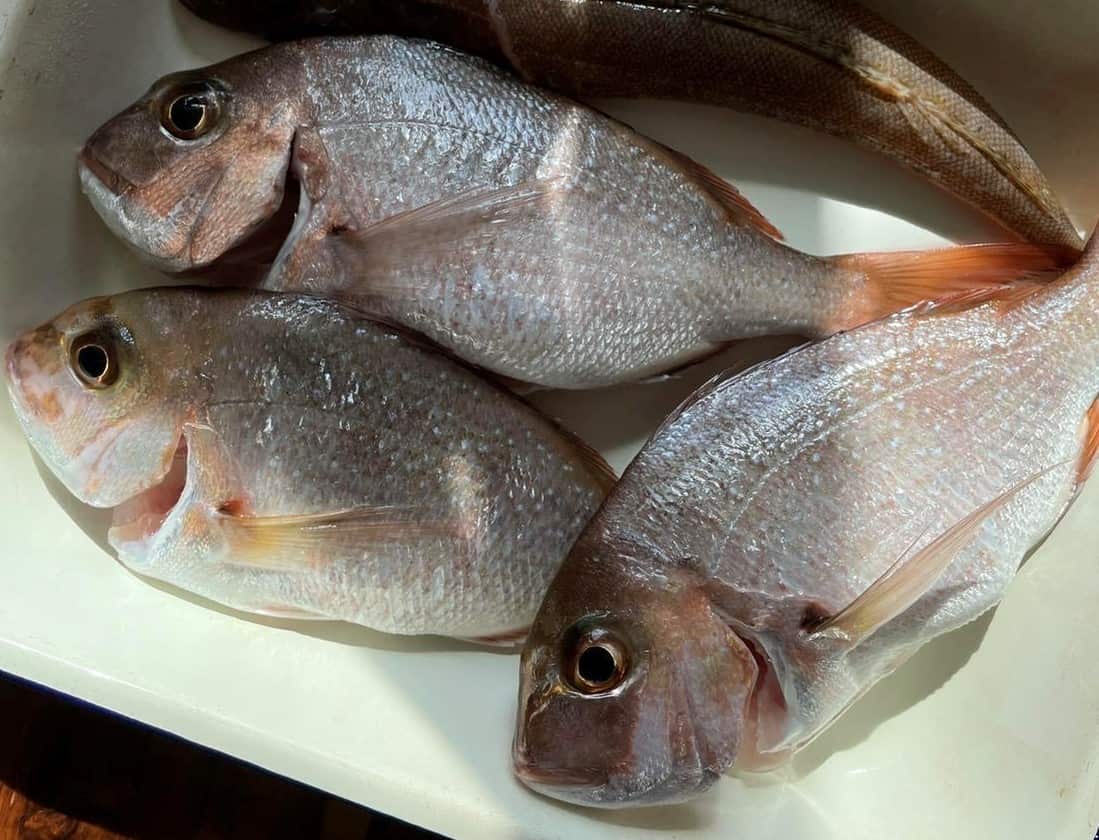 Tomaru55 釣ったさかな (2).jpg