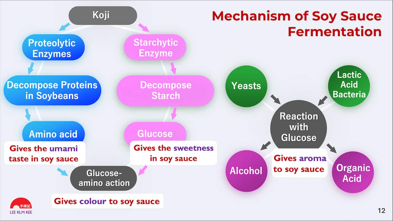 Mechanism of soy sauce fermentation chart