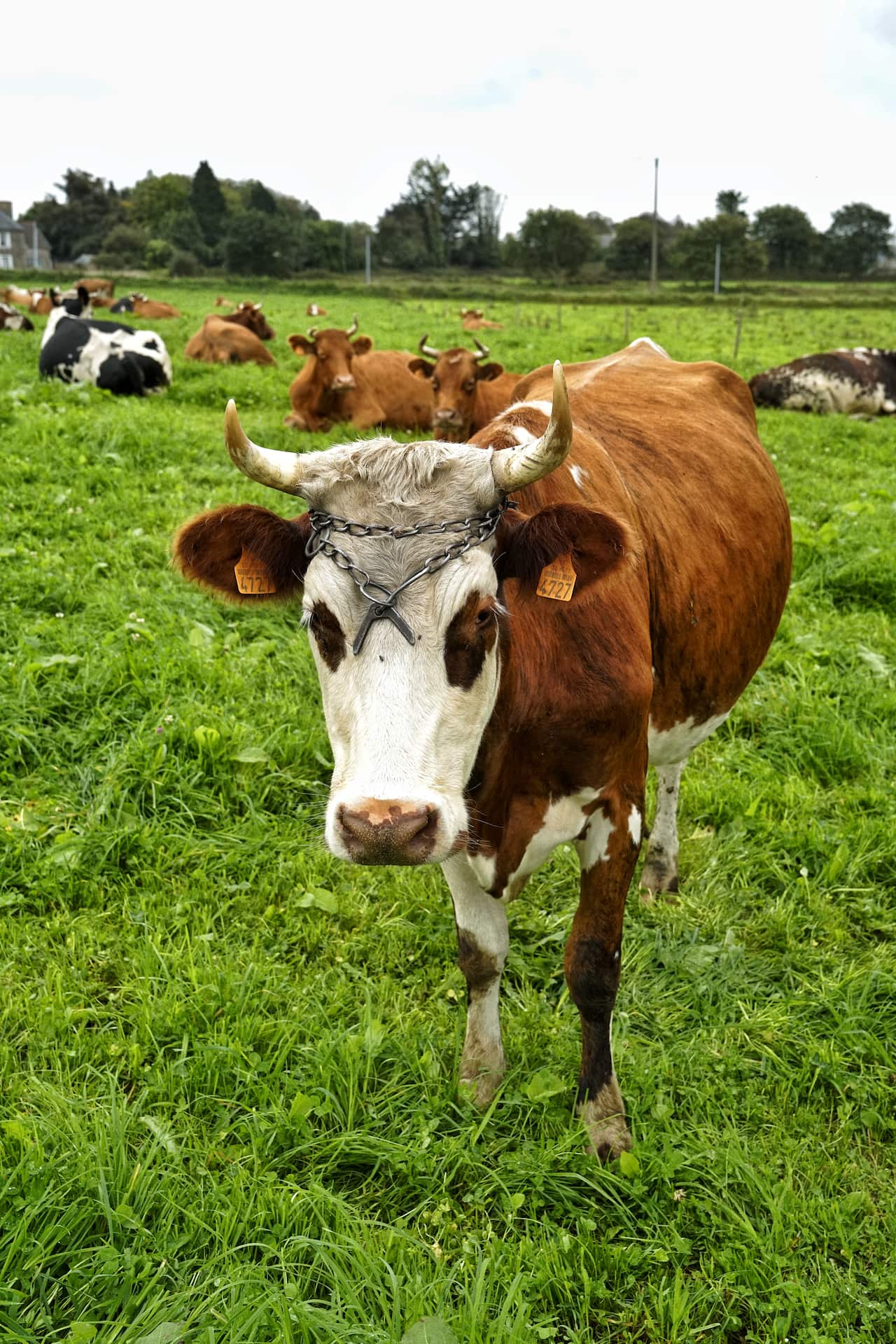 Froment du Léon.jpg