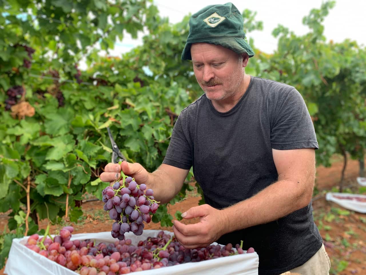 Milner Grapes needs more workers
