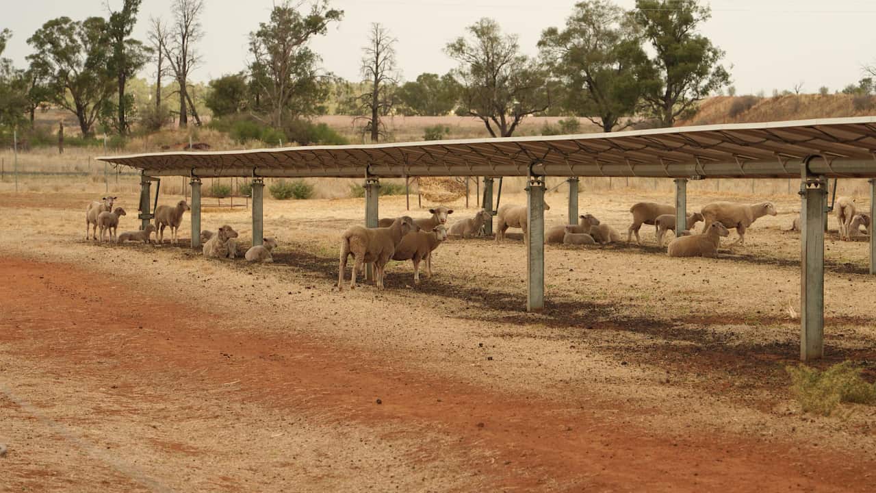 A group of sheep rest and graze beneath long rows of elevated solar panels in a dry, reddish-brown paddock. The animals cluster in the shade provided by the panels, some standing, others lying on the ground. Sparse grass covers the area, with scattered trees and farmland visible in the background under a hazy sky.