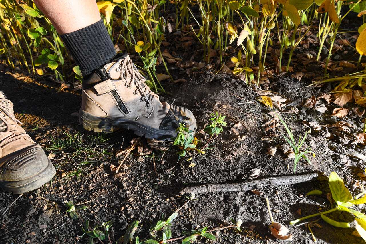 A farmer standing next to a fire ant nest.