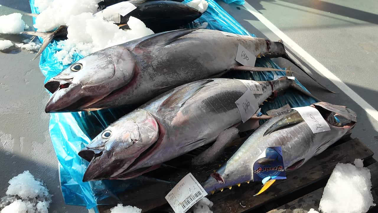 Cá ngừ đại dương được bắt tươi từ 1 - 2 ngày.jpg