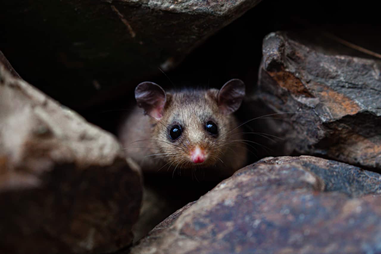 A Mountain Pygmy Possum peers out between rocks.