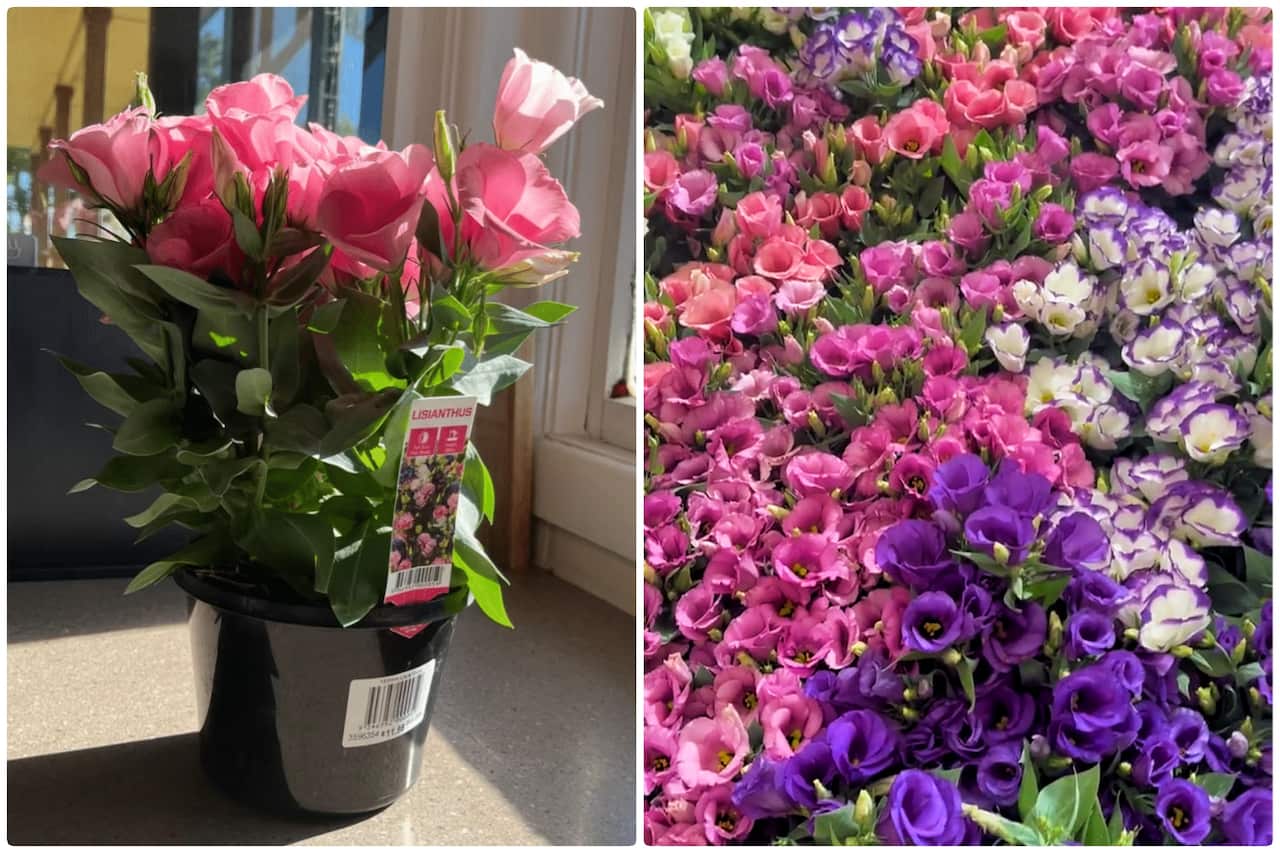 flowers for lunar new year 2.jpg